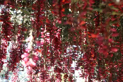 Long strings of red spring flowers hanging in the sun