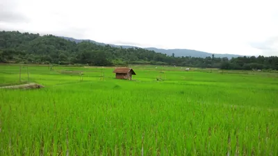 Bright green rice fields with a small wooden hut and forested hills behind