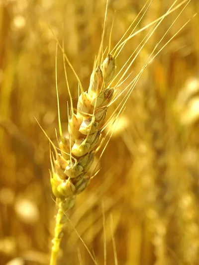 Close view of a ripe golden ear of wheat