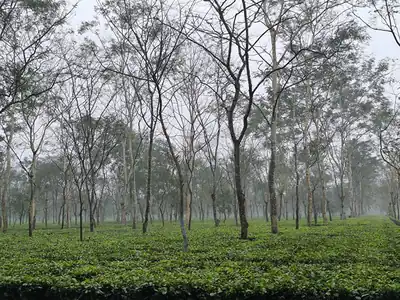 Green rows of tea bushes under tall shade trees in a tea garden