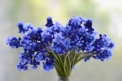 A bunch of bright blue flowers in a vase