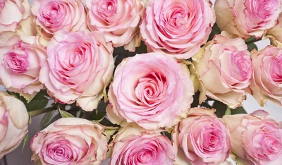 A bunch of soft pink roses