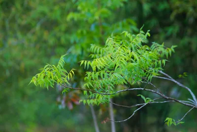 Fresh green neem leaves on a branch, used to decorate the Bonalu pots