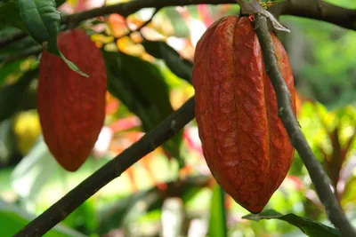 Ripe red cacao pods hanging on a tree