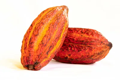 Two orange and red cacao pods on a white table
