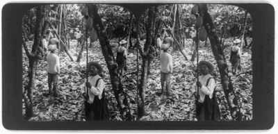 An old photo of workers gathering cacao pods