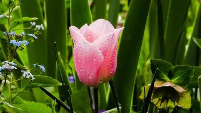 A pink tulip with rain drops among green leaves