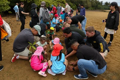 Volunteers planting young mangrove trees in muddy ground