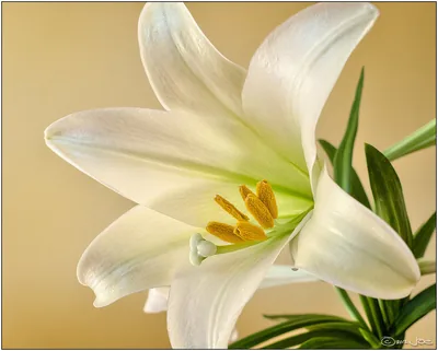 A white Easter lily in full bloom on a warm background
