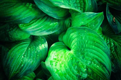 Big fresh green leaves close up