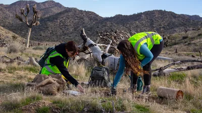 Volunteers kneeling to plant young trees on a dry hillside