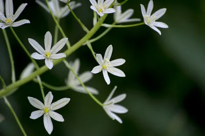 Small white star-shaped flowers on a dark green background