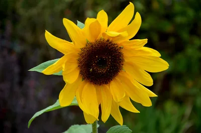 A bright yellow sunflower in full bloom