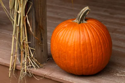A large orange pumpkin on a wooden porch beside dried corn stalks