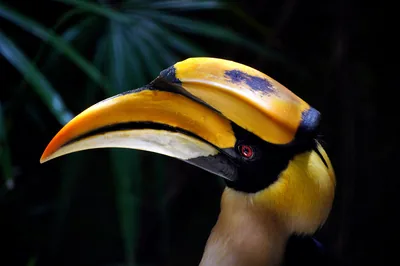 Close view of a great hornbill with its big yellow beak and casque
