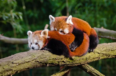 Two red pandas cuddled up on a branch