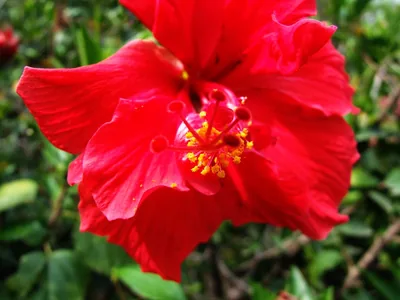 A deep red hibiscus flower, the flower offered to Maa Kali