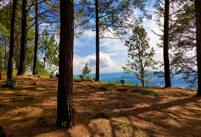 Tall pine trees on a sunny hilltop at Netarhat in Jharkhand