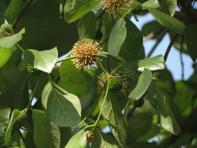 Round flower heads and green leaves of a Karam tree
