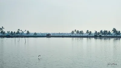 Still backwaters with a line of coconut palms on the far shore