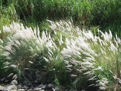 White kash flowers swaying in a green field, the sign of autumn in Bengal
