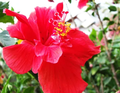 A bright red hibiscus, the bunga raya, in bloom
