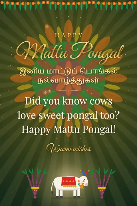 Mattu Pongal wishes image: Did you know cows love sweet pongal too? Happy Mattu Pongal!