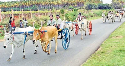 Two bullock carts with bright wheels racing along a village road lined with coconut palms