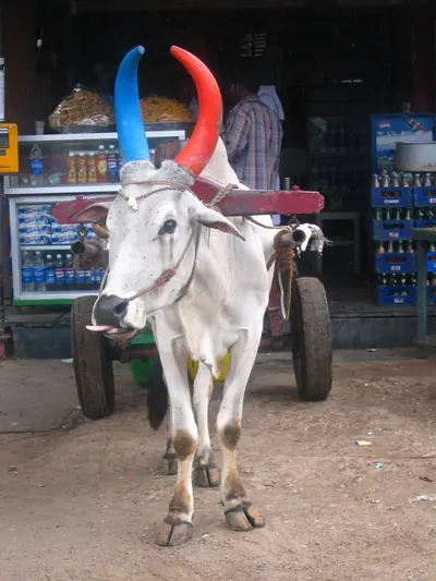 A white bull with one horn painted red and the other blue, yoked to a cart