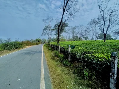 A quiet country road beside a green tea garden in Assam