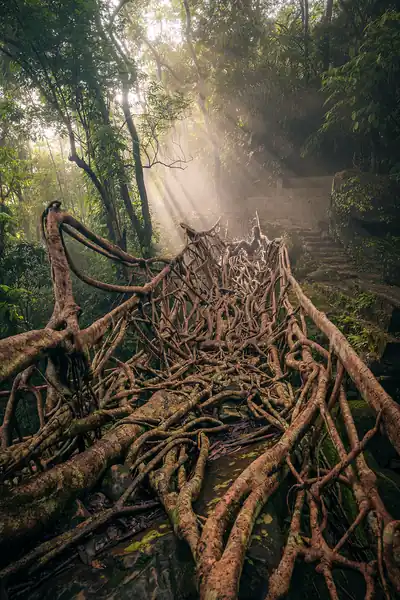 A living root bridge of twisted tree roots in a misty Meghalaya forest
