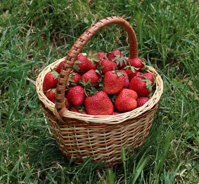 A wicker basket of fresh strawberries on the grass