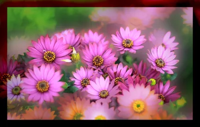 A field of pink daisy flowers in bloom