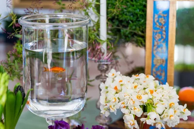 A goldfish in a tall glass bowl beside white narcissus flowers