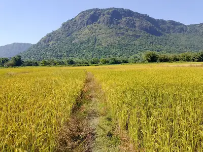 A field of ripe golden paddy below Bhumeshwar Hill in Odisha