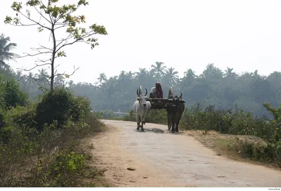 A bullock cart on a quiet village road under palm trees