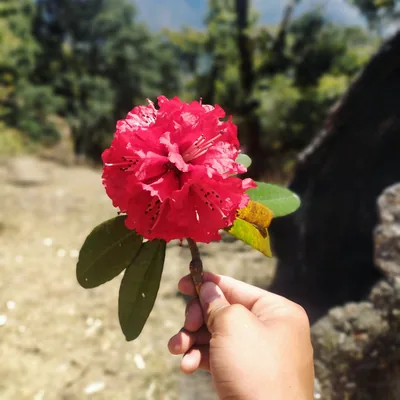 A bright red rhododendron flower held up against green hill trees
