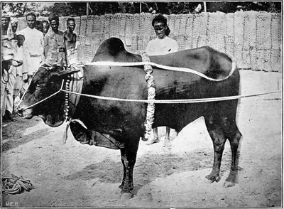 Old black and white photo of a bull with ropes and garlands, men standing behind
