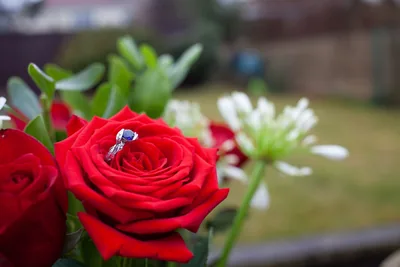 A ring resting on a red rose in a garden