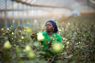 A woman tending rows of rose bushes in a greenhouse