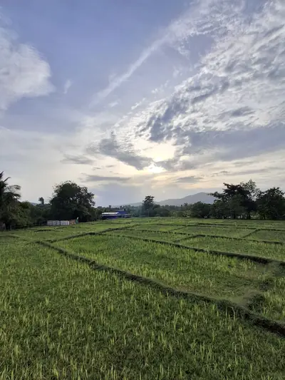 Green monsoon paddy fields under a cloudy sky