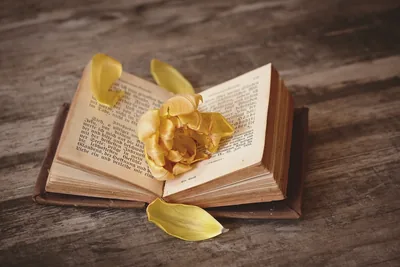 An open book with a yellow rose and petals resting on its pages