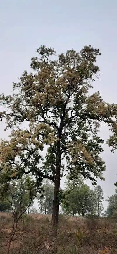 A tall sal tree covered in spring flowers