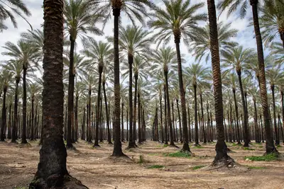 Rows of tall date palms in a grove