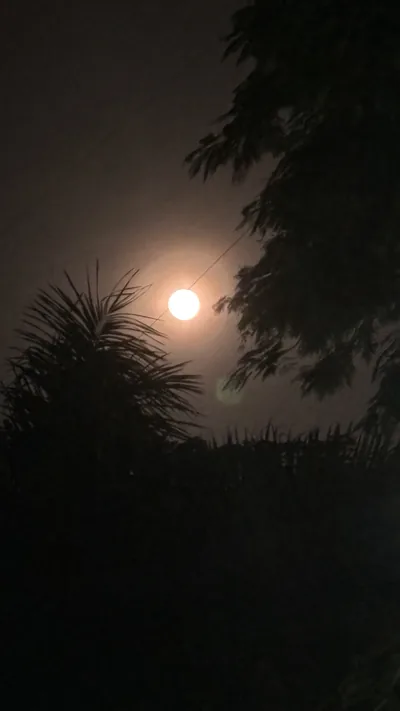 A glowing full moon behind the dark outline of palm leaves