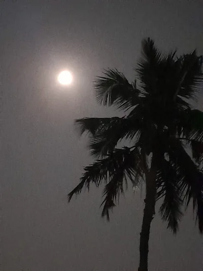 A full moon in a hazy night sky beside a tall palm tree