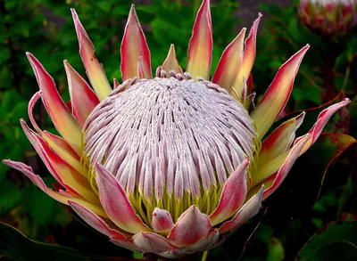 A king protea, South Africa's national flower, in full bloom