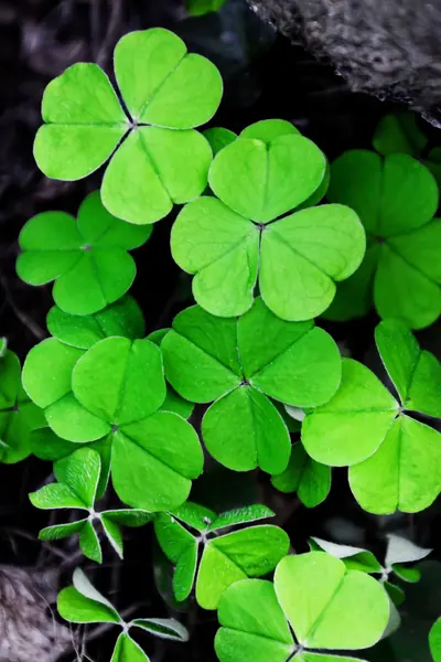 Bright green shamrock leaves