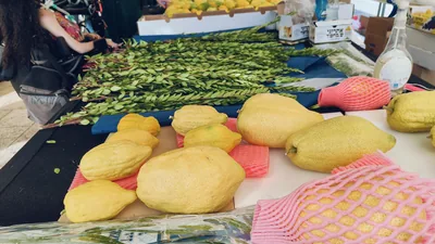 Market stall piled with etrog fruits and palm fronds before Sukkot