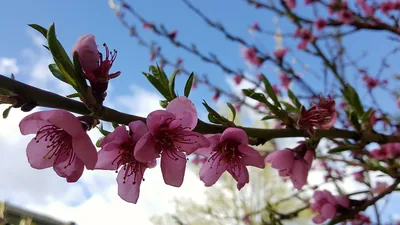 Pink peach blossoms on a branch against a blue sky